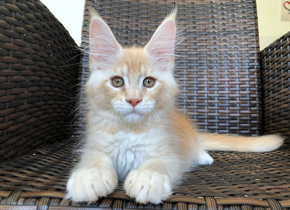 Caramel's Pedro, котенок мейн кун,фото