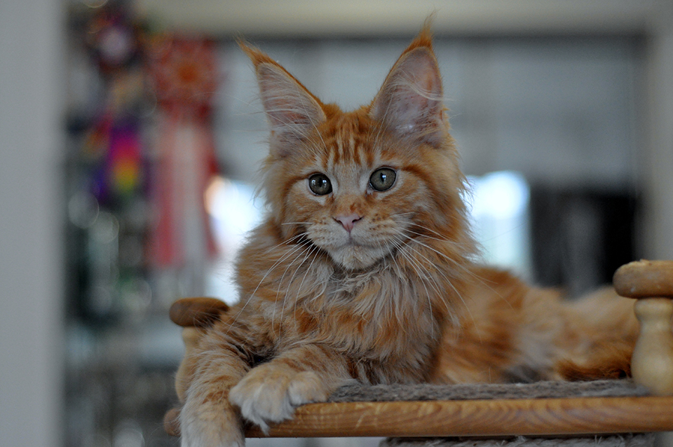 Рыжий котенок мейн кун  питомник Caramel