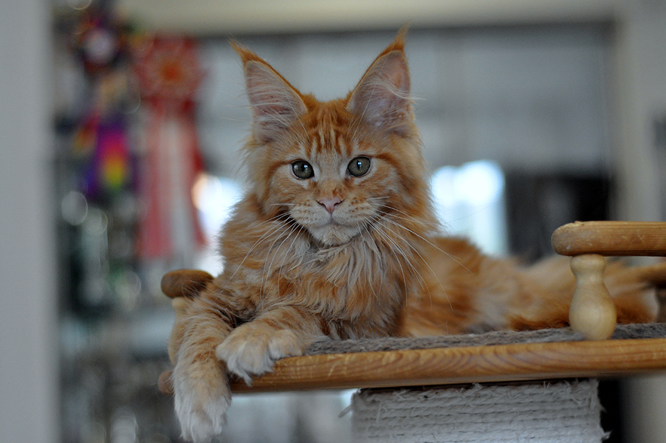 красный солидный котенок мейн кун