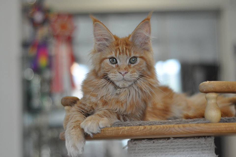 Рыжий котенок мейн кун  питомник Caramel