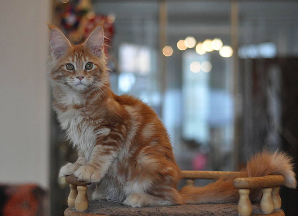 красный мраморный окрас мейн куна