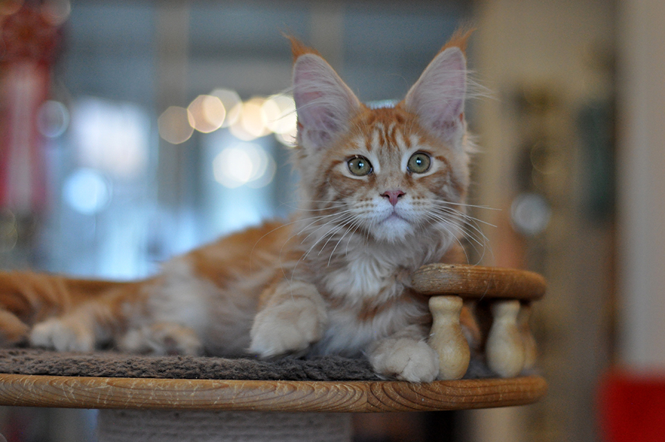 Caramel's Riana, котенок мейн кун красного мраморного окраса