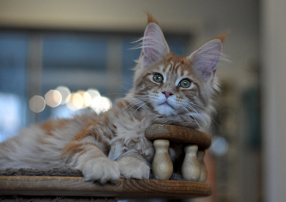 рыжая кошечка мейн кун Риана