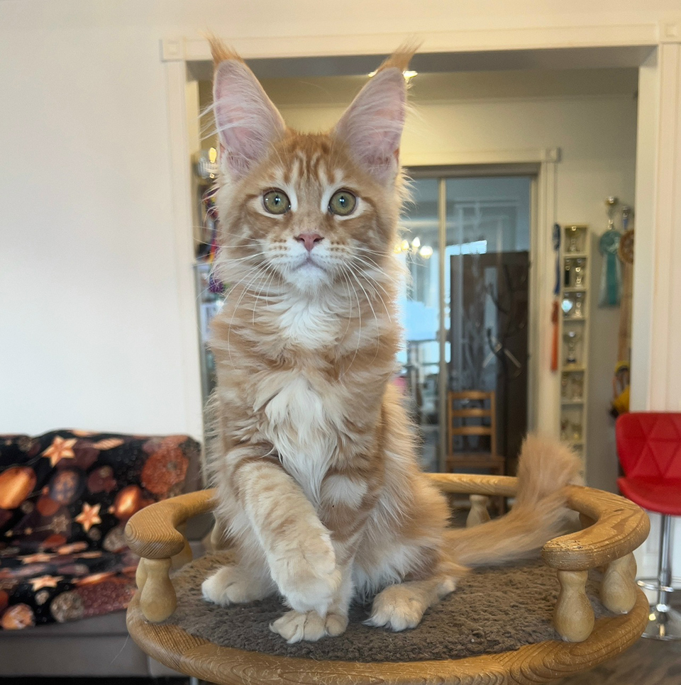 мейн кун рыжего окраса, купить в питомнике Caramel