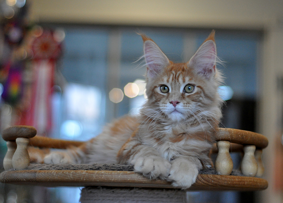 рыжая кошечка мейн кун Риана