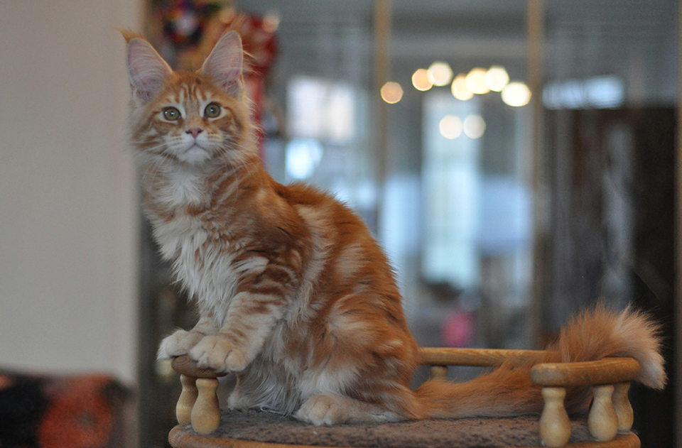 рыжая кошка мейн кун питомник Карамель