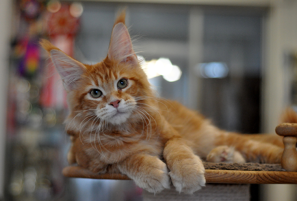 рыжий мейн кун фото