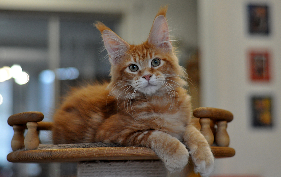 мейн кун рыжего окраса, купить в питомнике Caramel