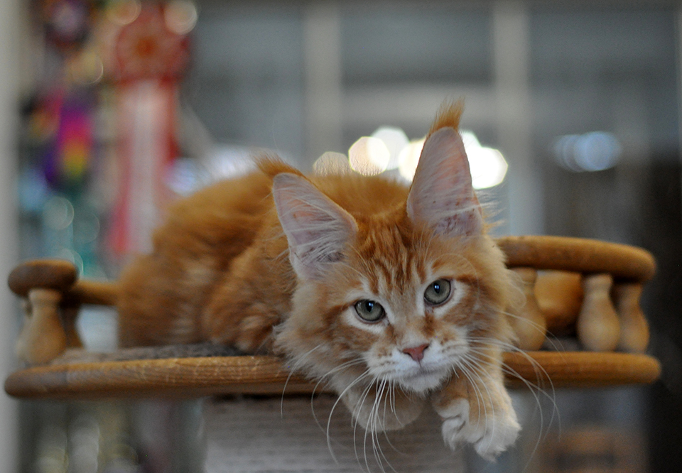 Рижди котенок мейн кун красного мраморного окраса