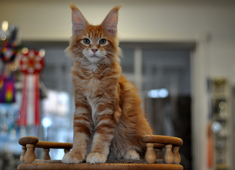 Риджи рыжий мейн кун, окрас красный мраморный фото