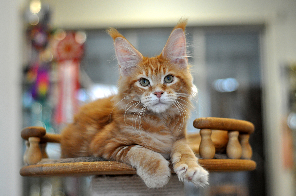 Риджи рыжий мейн кун, окрас красный мраморный фото