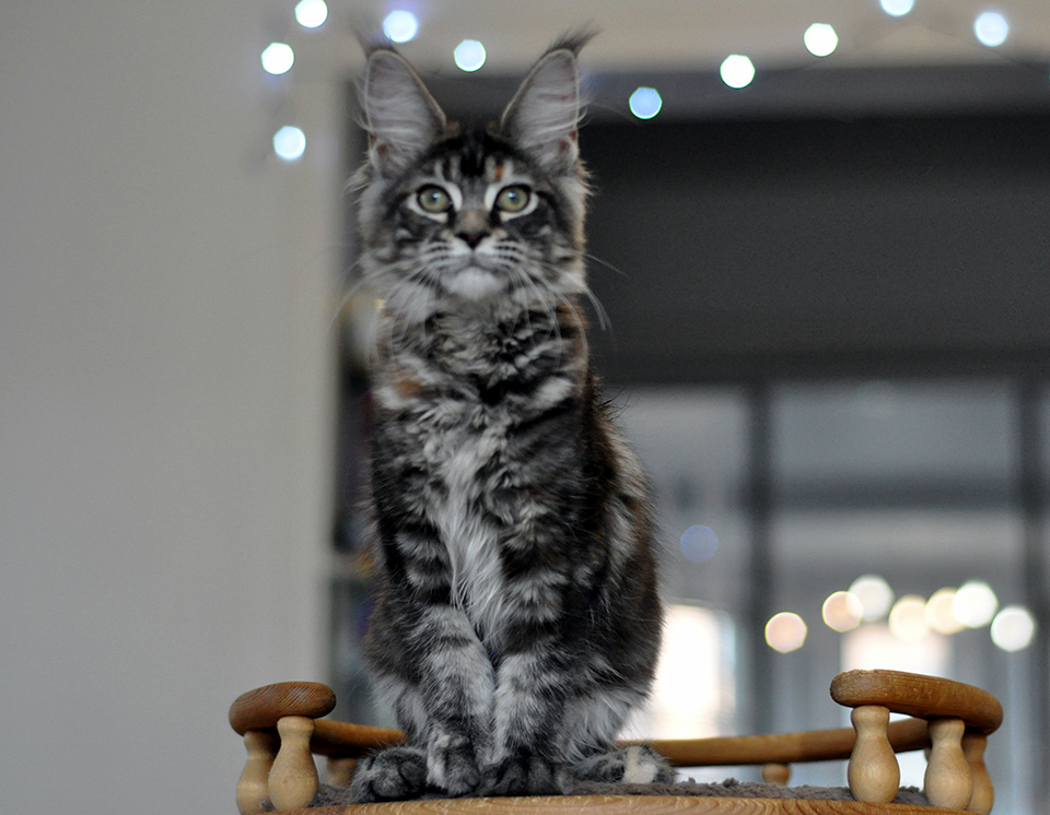 котенок мейн кун Рита черепахового окраса