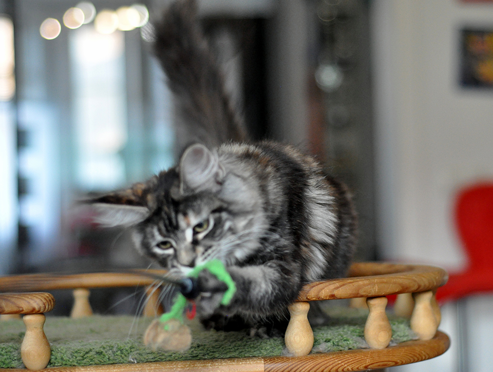 котенок мейн кун Рита черепахового окраса