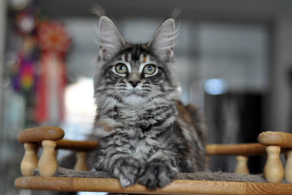 котенок мейн кун Рита черепахового окраса