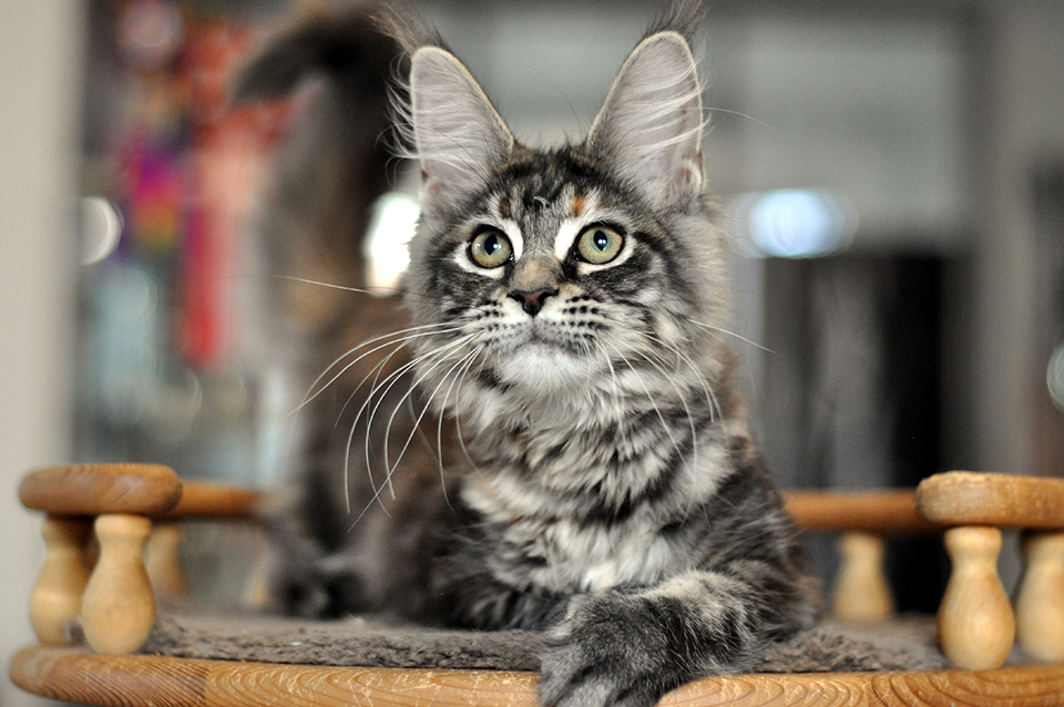 котенок мейн кун Рита черепахового окраса