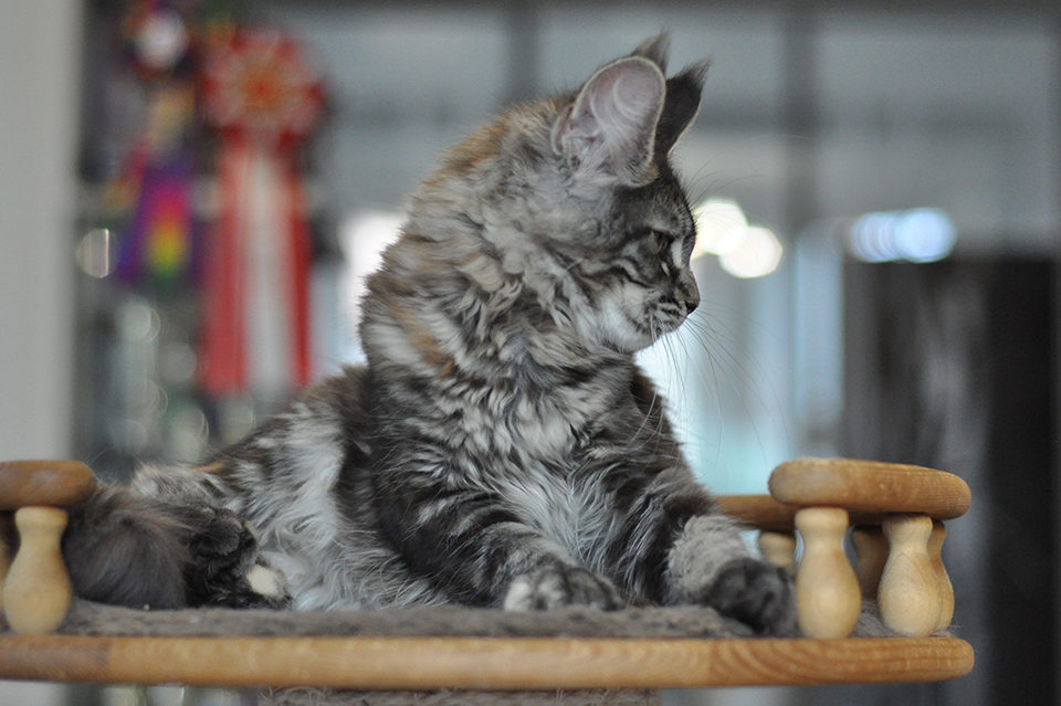 котенок мейн кун Рита черепахового окраса