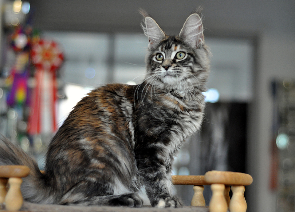 котята мейн кун из питомника Карамель