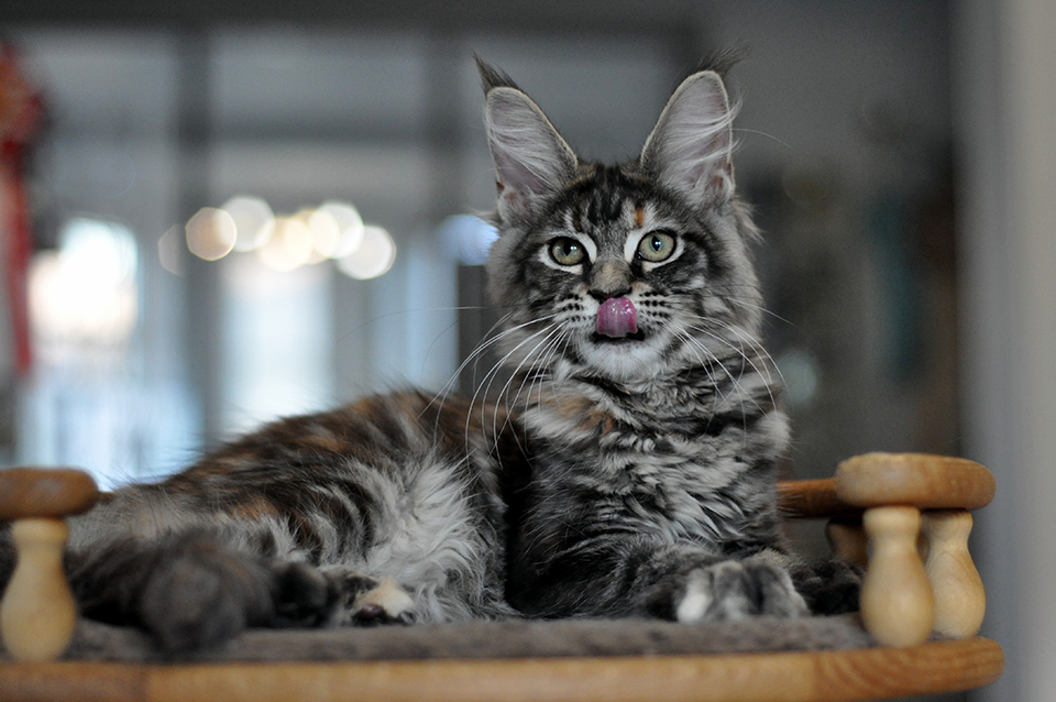 Rita maine coon