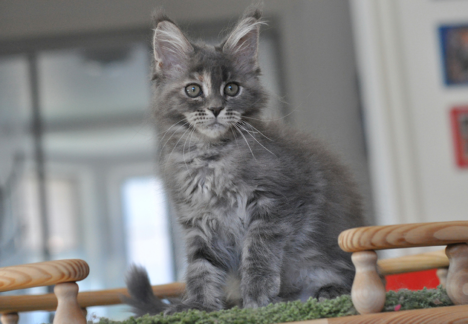 blue maine coon girl 