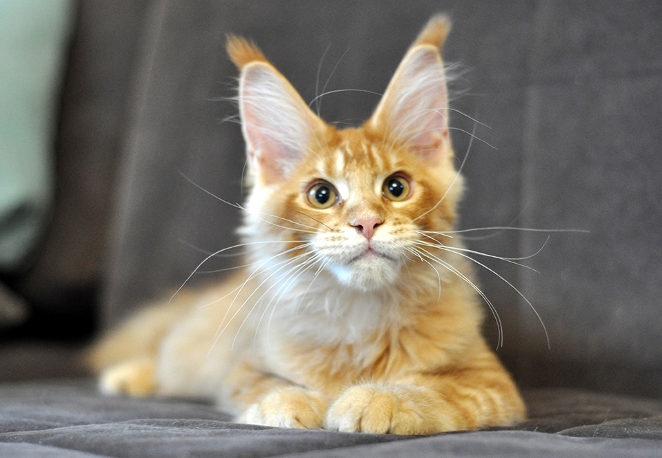 Caramel's San Ray, котенок породы мейн кун, яркий, рыжий, ласковый мальчик