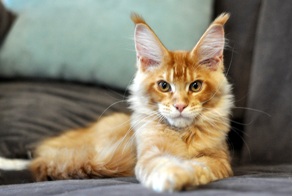 Caramel's San Ray, котенок породы мейн кун, яркий, рыжий, ласковый мейн кун