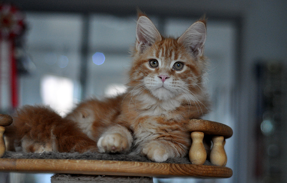 Сандро рыжий котенок мейн кун