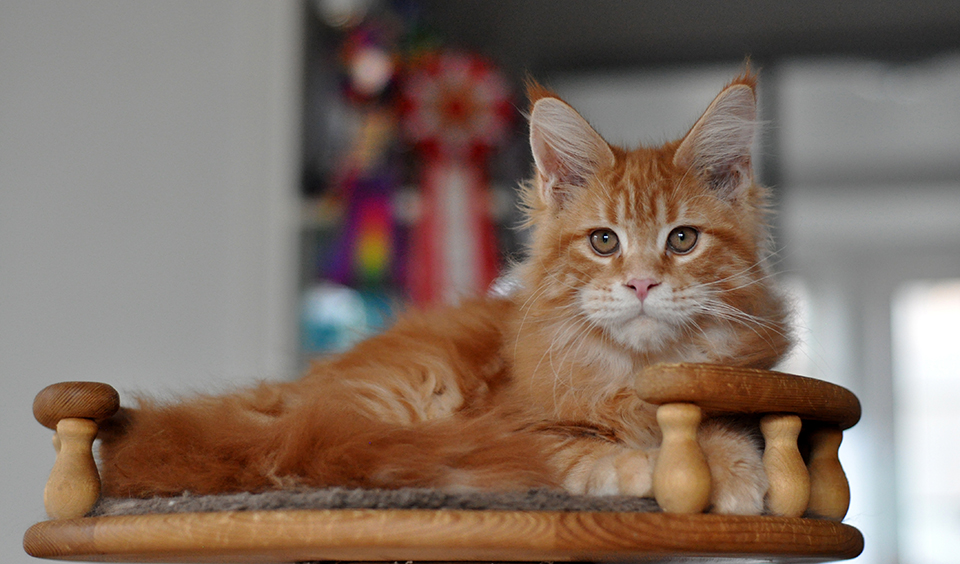 Сандро рыжий котенок мейн кун