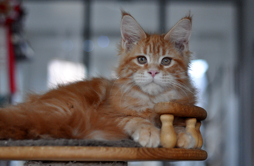 Сандро рыжий котенок мейн кун