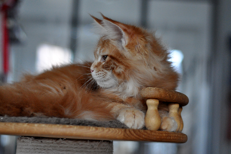 Сандро рыжий котенок мейн кун