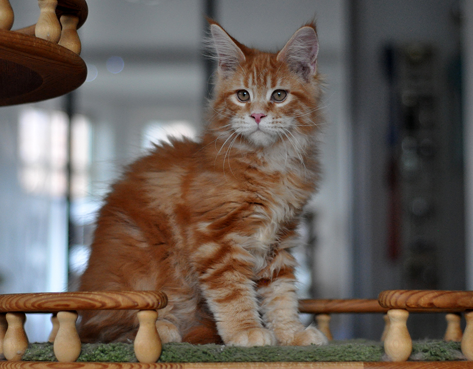 Сандро рыжий котенок мейн кун