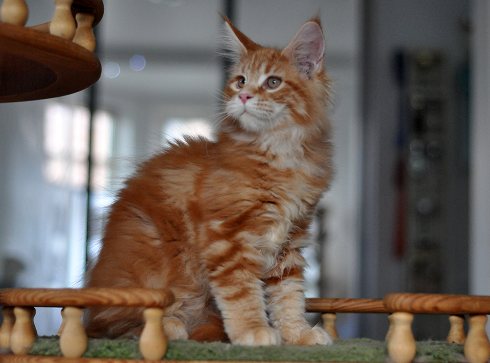 красный мраморный окрас мейн куна