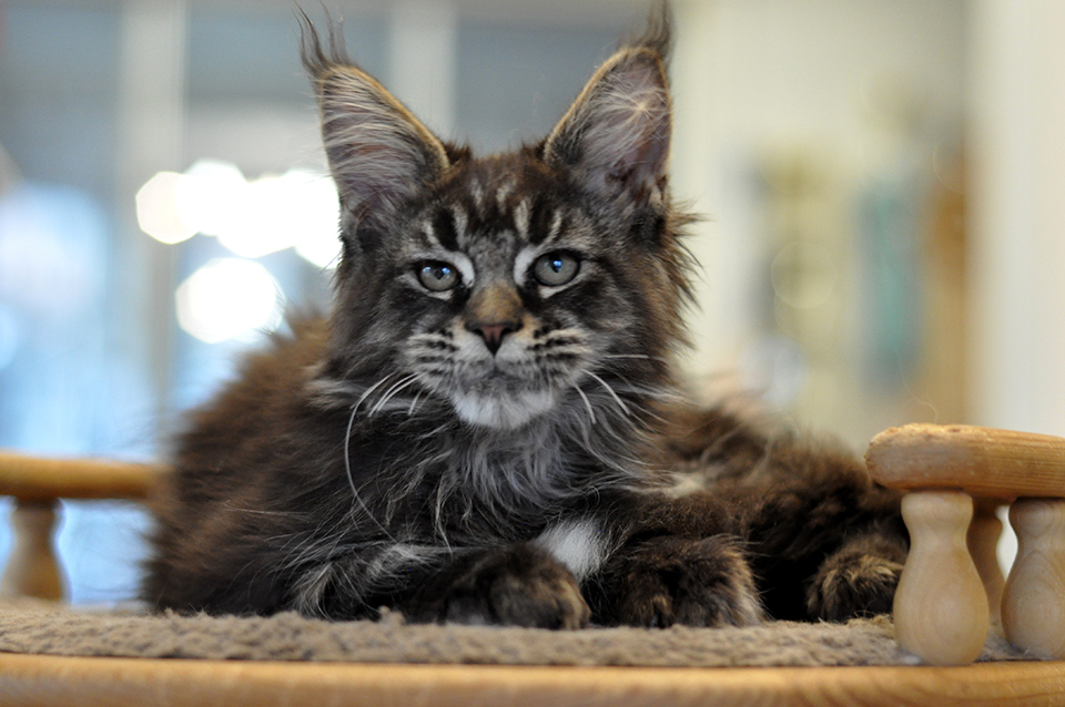 черный мраморный мейн кун Ставр