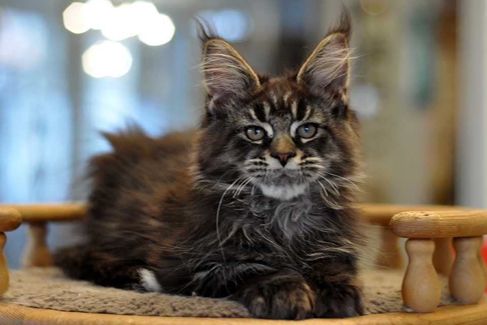 черный мраморный мейн кун Ставр