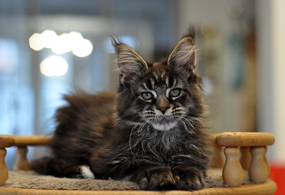 черный мраморный мейн кун Ставр фото