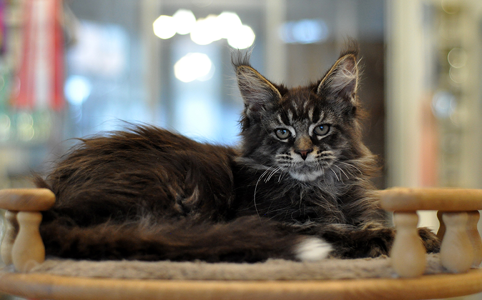 Котенок мейн кун дикого окраса фото