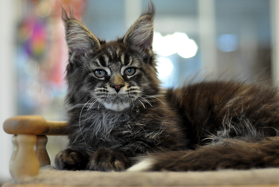 черный мраморный мейн кун Ставр фото