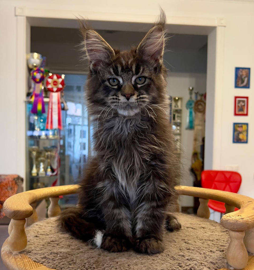 мейн кун фото питомник Caramel