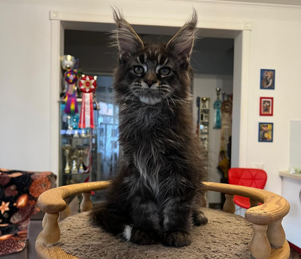 maine coon kittens