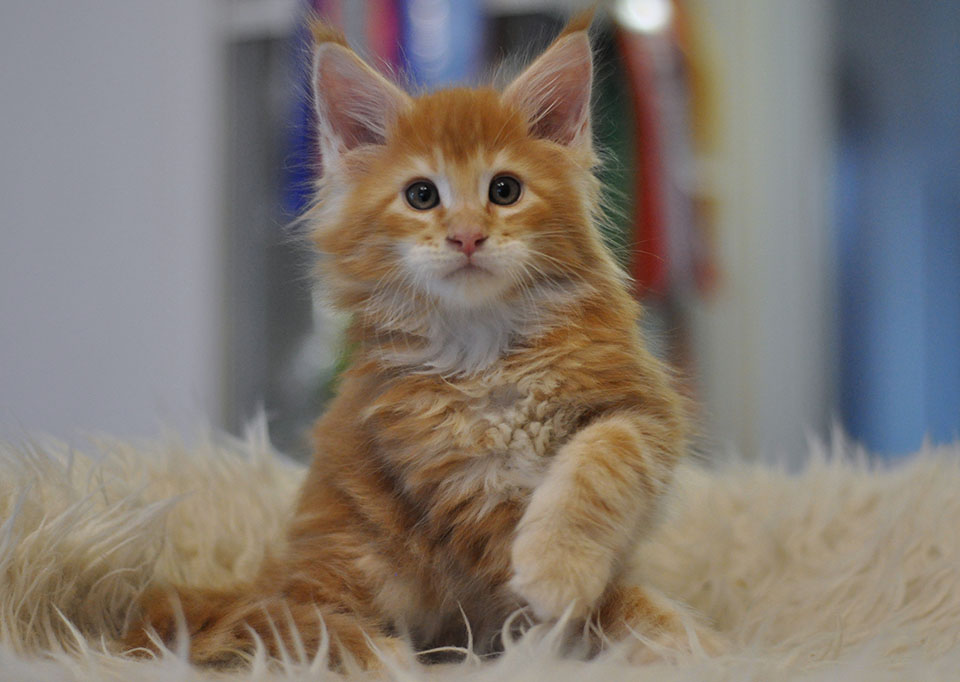 arwin of Caramel, ярко рыжий котенок мейн кун, мальчик arwin of Caramel, ярко рыжий котенок мейн кун, мальчик