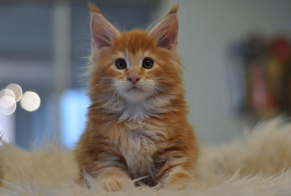 Darwin of Caramel, ярко рыжий котенок мейн кун, мальчик Darwin of Caramel, ярко рыжий котенок мейн кун, мальчик