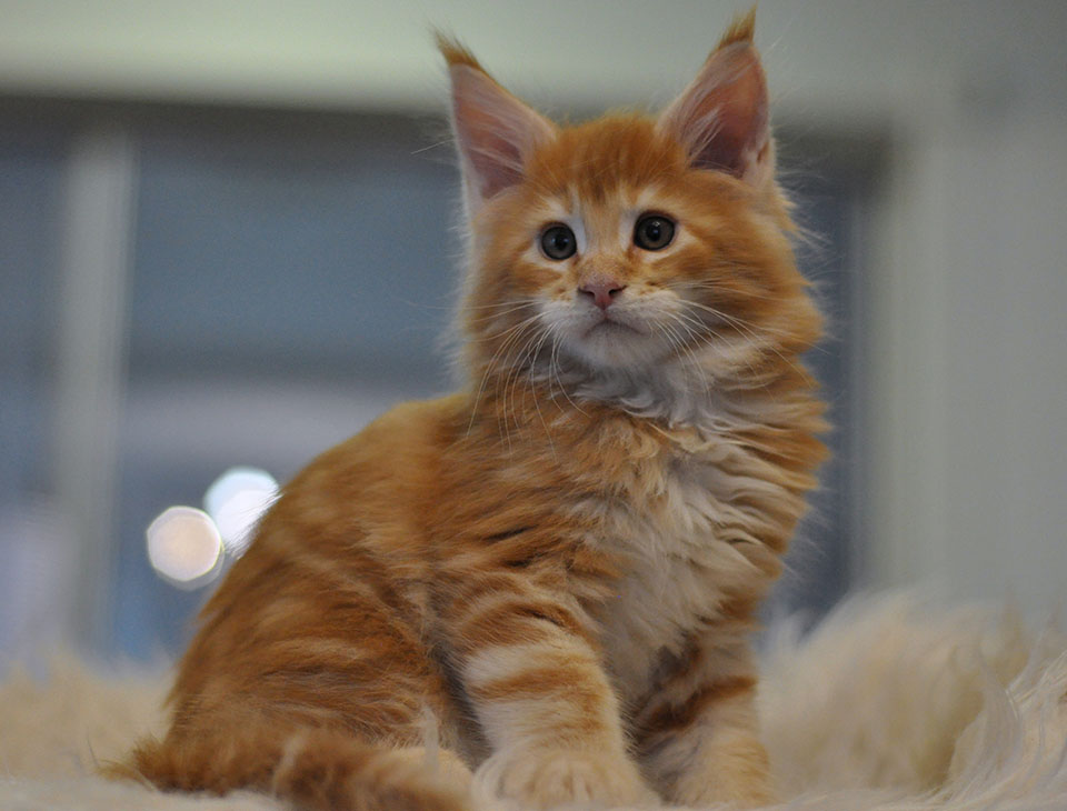 maine coon kitten Darwin of Caramel, ярко рыжий котенок мейн кун, мальчик