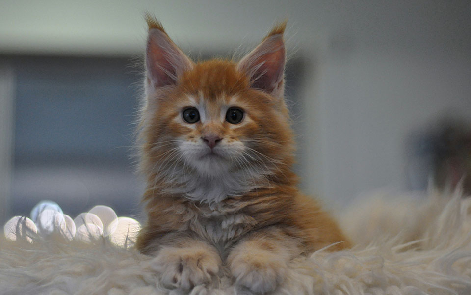 Darwin of Caramel, ярко рыжий котенок мейн кун, мальчик Darwin of Caramel, ярко рыжий котенок мейн кун, мальчик, mainecoon