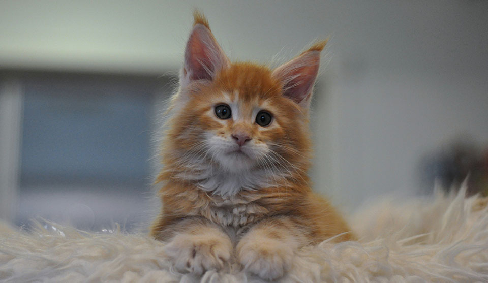 Darwin of Caramel, ярко рыжий котенок мейн кун, мальчик Darwin of Caramel, ярко рыжий котенок мейн кун, мальчик