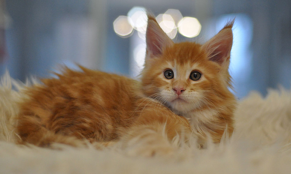 Darwin of Caramel, ярко рыжий котенок мейн кун, мальчик maine coon kitten