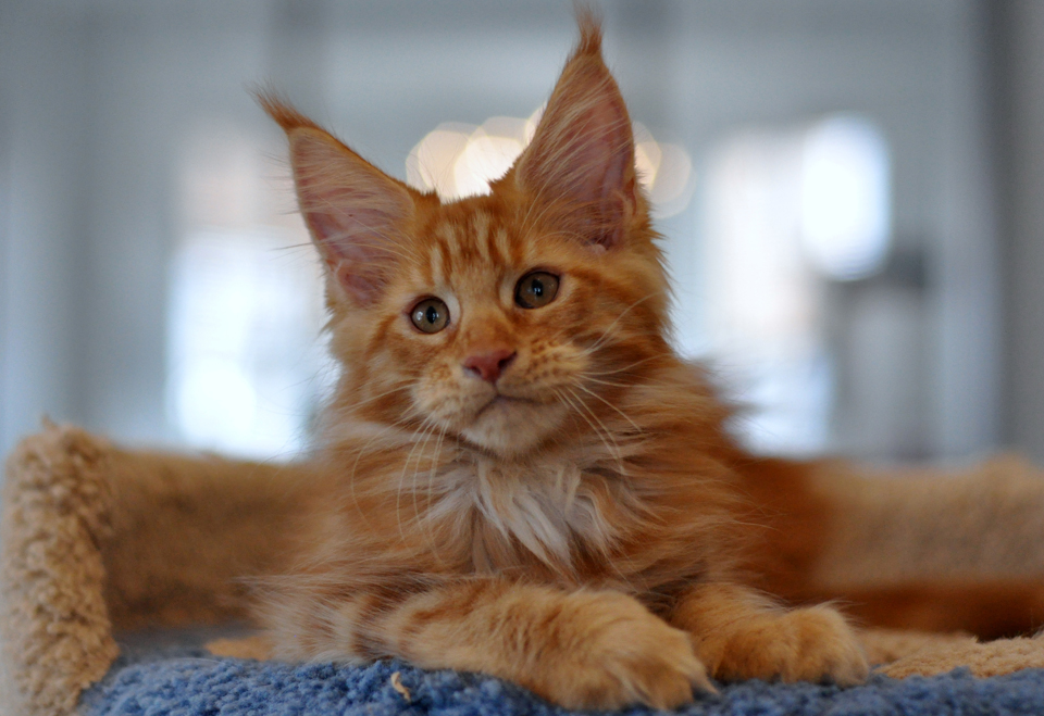 Рыжий котенок мейн кун, питомник кошек породы мейнкун Карамель