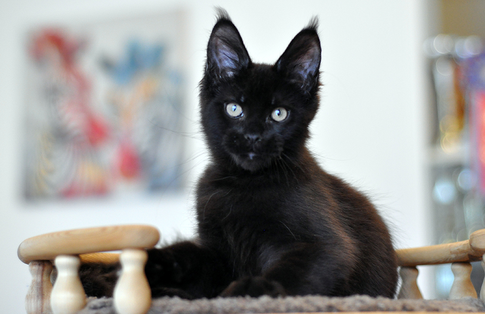 черный котенок мейн кун Таро