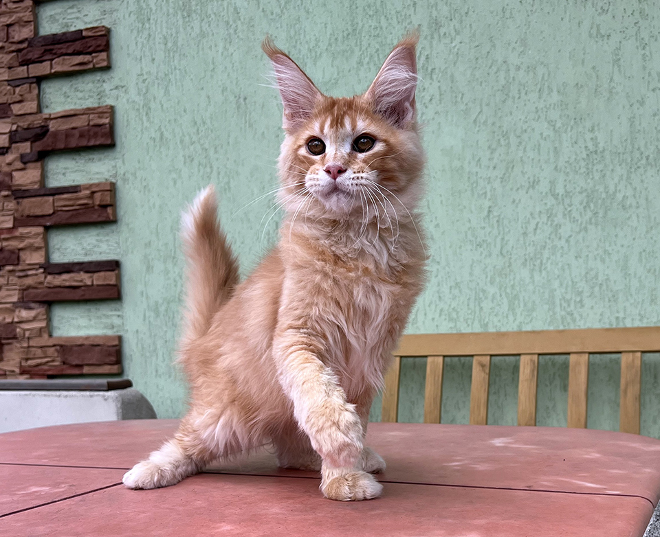 рыжий котенок мейнкун Юджин, питомник Caramel