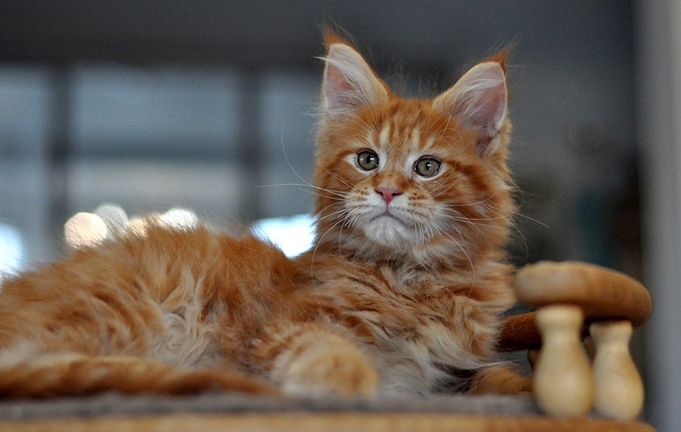 рыжий котенок мейн кун фото