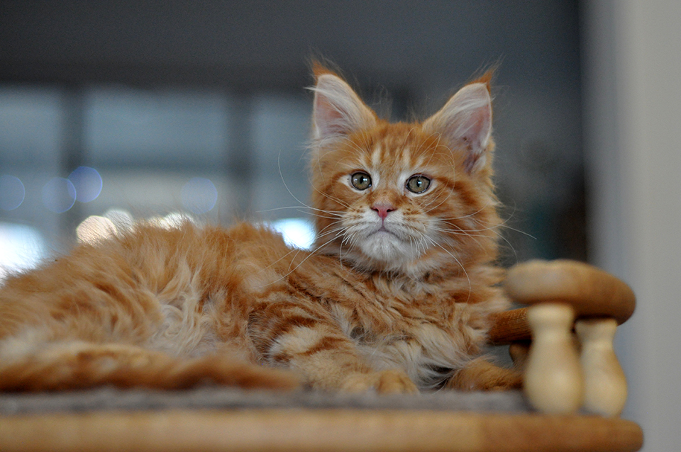 Рыжий котенок мейн кун купить