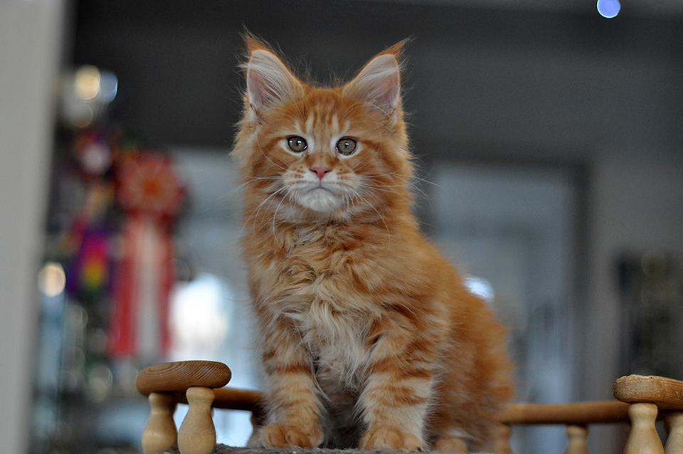 Рыжий котенок мейн кун питомник Caramel